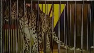 Цирк полный фильм - порно видео